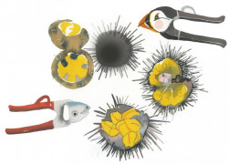 1383-海膽之旅-160908刊-圖